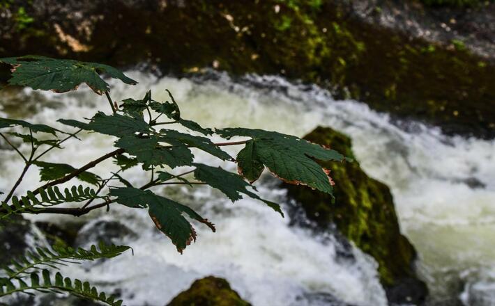 Jausenststion Litzlalm