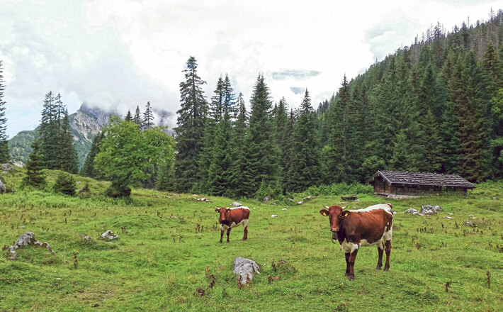 Radlweg zur Gotzenalm