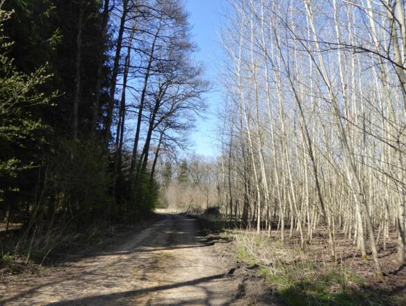 Forstwege durch den Rainer Wald