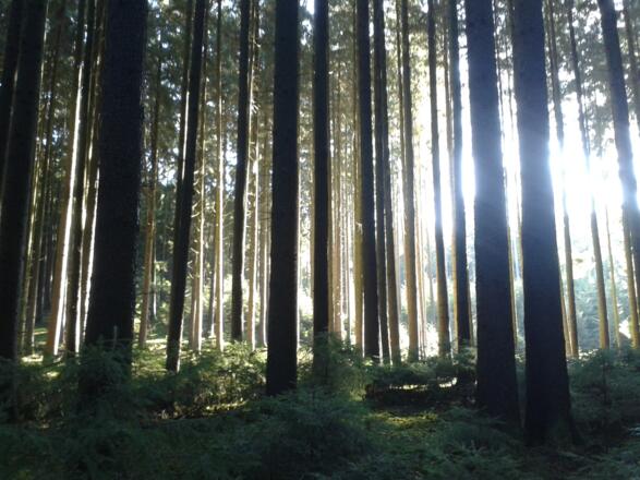 Wald bei Appersdorf