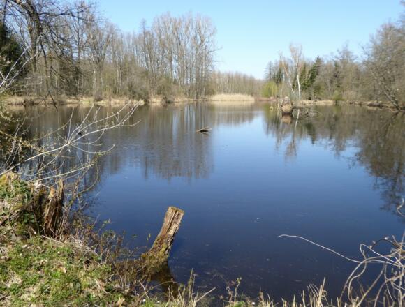 Weiher am Saubründlgraben