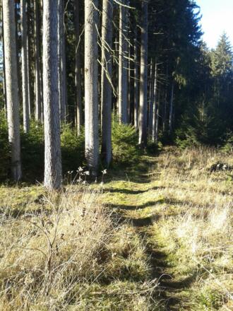 Auf dem Weg zur Keltenschanze Appersdorf