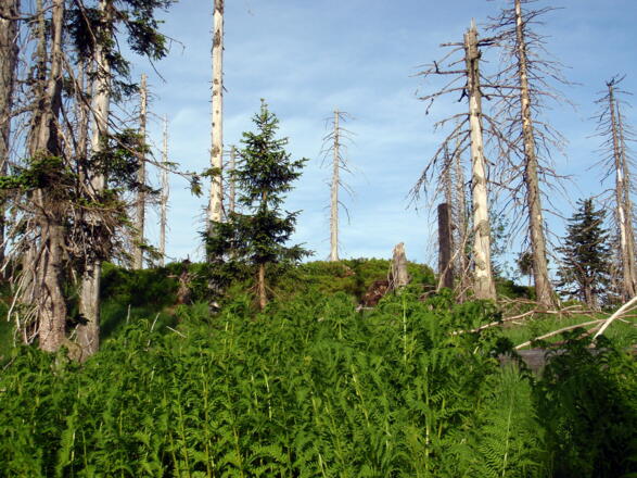 Kleiner Rachel 1399m (Stand 2010)