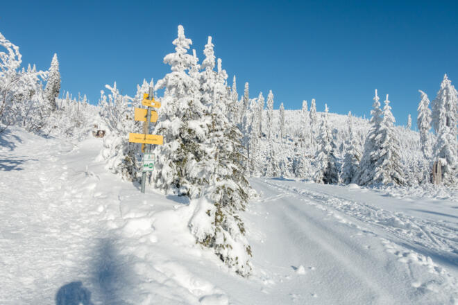 Abzweigung des direkten Fußwegs von der Zwieselhütte zum Plöckenstein - weiter auf der Forststraße bleiben