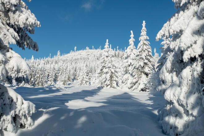 Blick in Richtung Plöckenstein nahe der Zwieselhütte