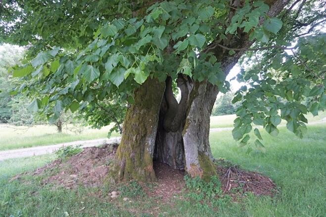 Linder im Weiler Schwarzenberg