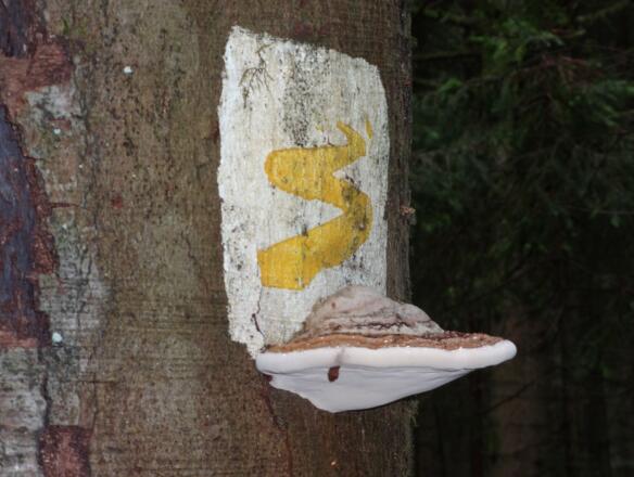 Goldsteigmarkierung mit &quot;Schwammerl&quot;