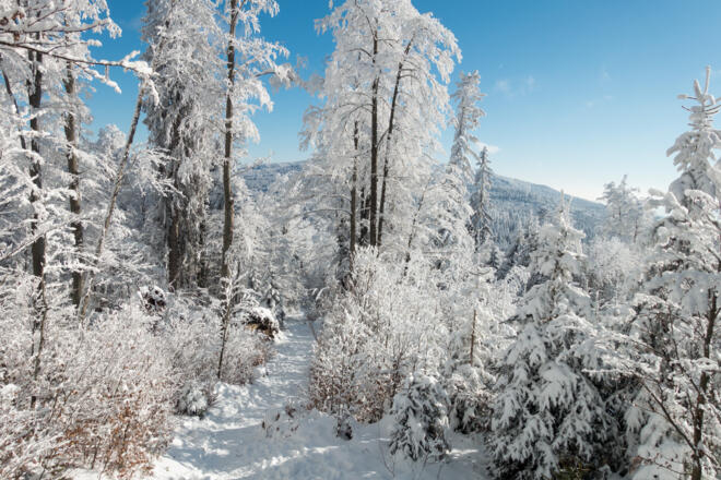 Blick von der Grenzschneise zurück in Richtung Reischlberg