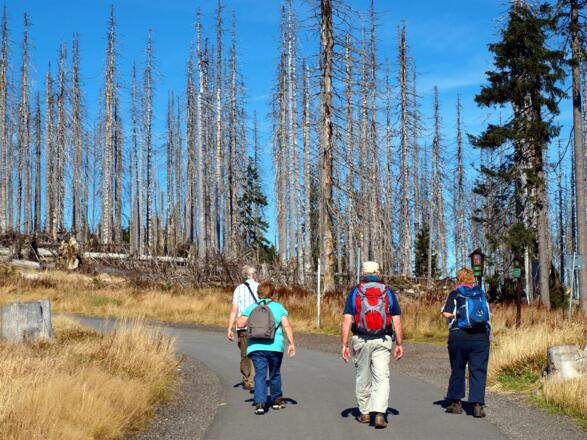Baumleichen (Borkenkäfer) ab 1250m