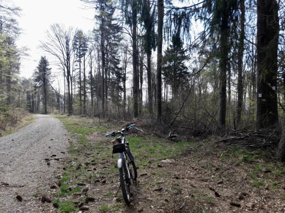 Abzweigung beim Hirschenstein - beim dicken Baum rechts