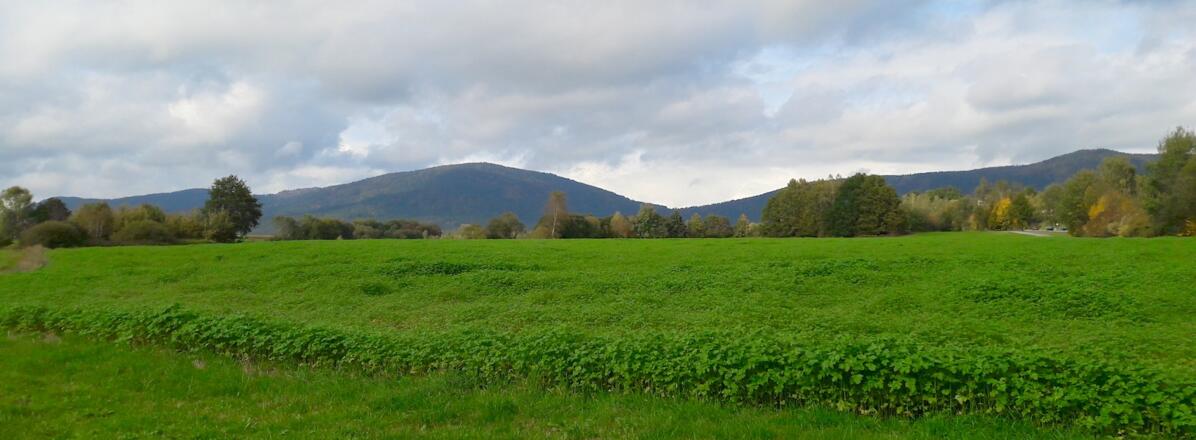 Riedelstein von Weg bei Dachselsried