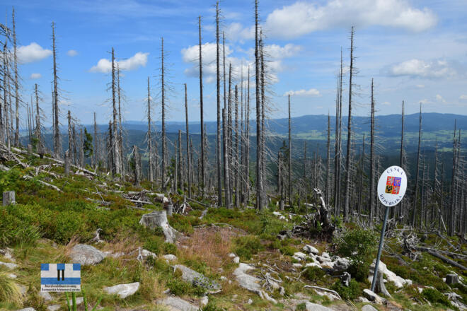 Waldschäden am Plöckenstein