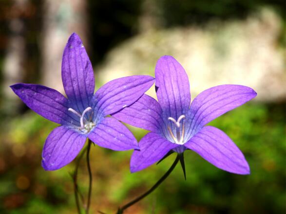Glockenblumen, zweite Blüte um 1000m