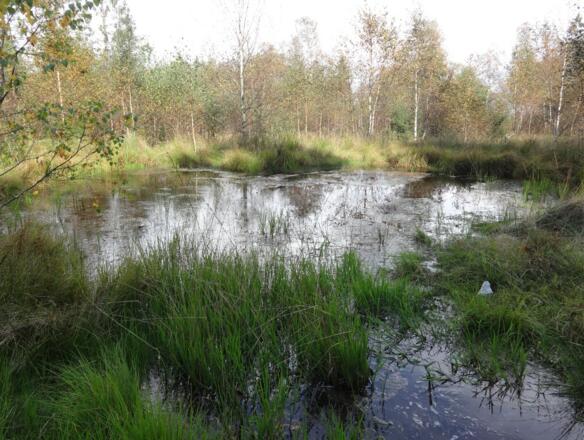 Hochmoor Oberbreitenau