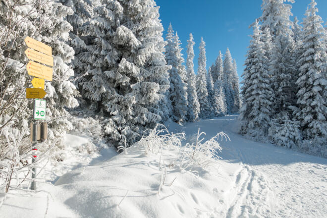 Forststraße zwischen Teufelsschüssel und Zwieselhütte
