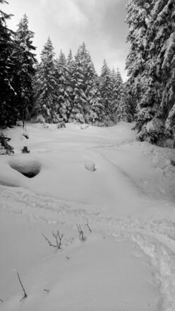 Rossfeld durch den Wald 