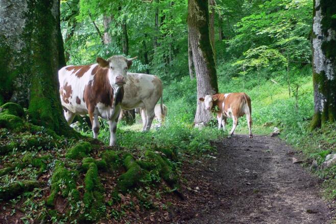 Auf dem Maximilianreitweg
