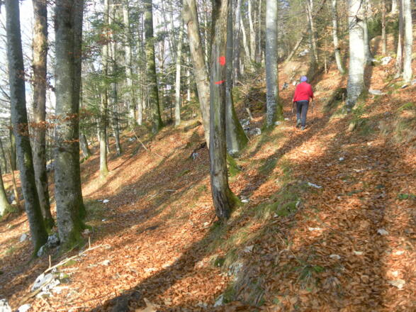Verzweig am Südrücken