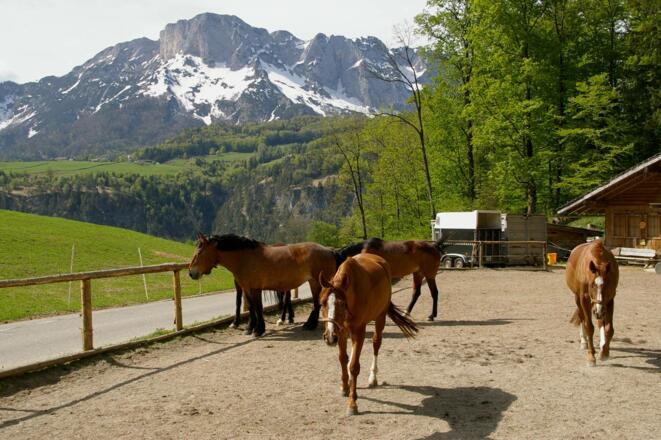 Leistungsvariante Steinerweg