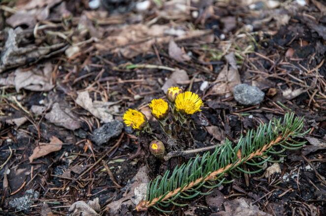 Frühling am Stollenweg