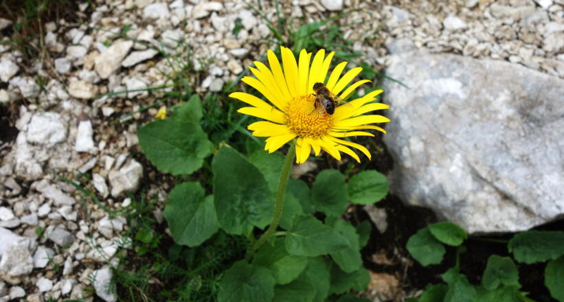 Gemswurz am Mannlgrat