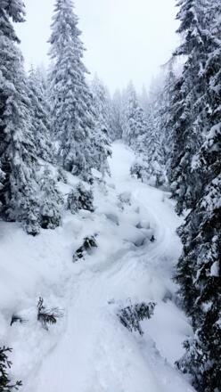 Rossfeld durch den Wald 