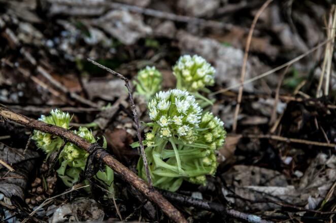 Frühling am Stollenweg