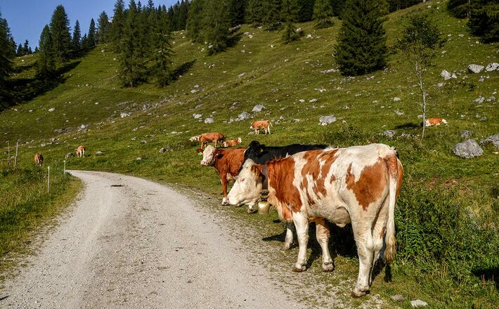 Kühe auf der Gotzental-Alm