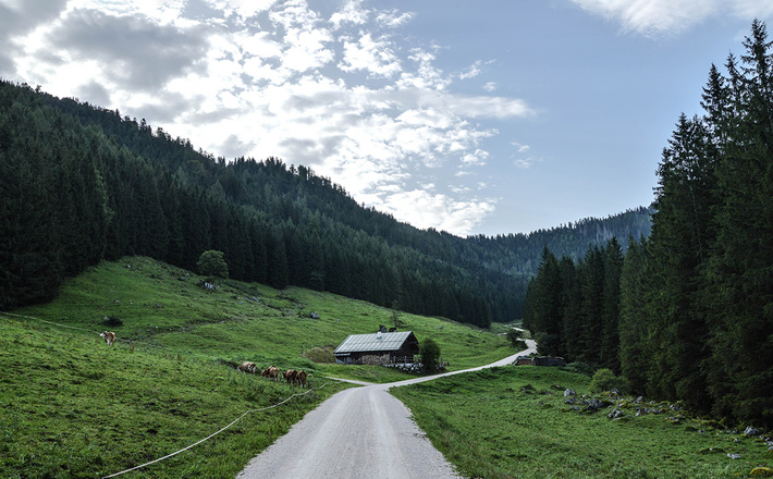 Kühe auf der Gotzentalalm