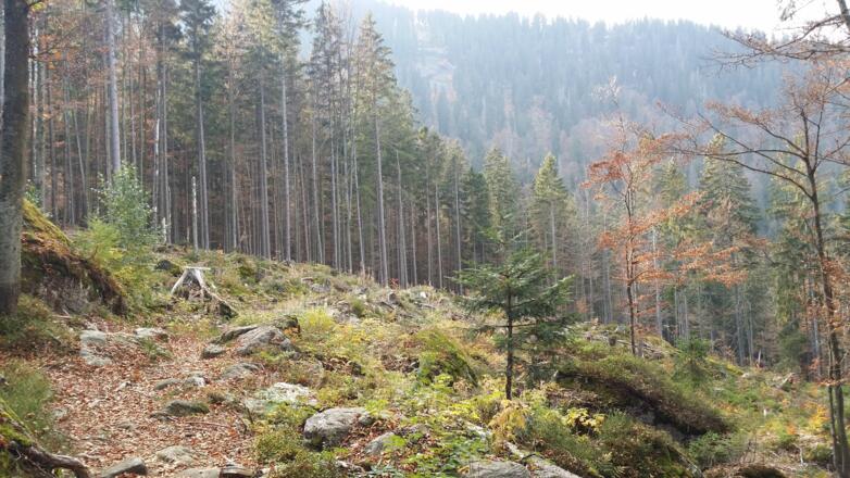 Schöne Ausblicke unterhalb des Arber