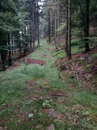 Naturbelassener wildromantischer Weg
