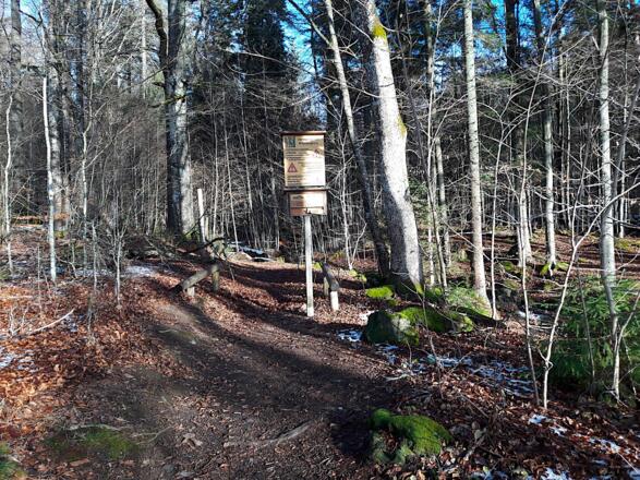 Weg gleich nach dem Zwieslerwaldhaus