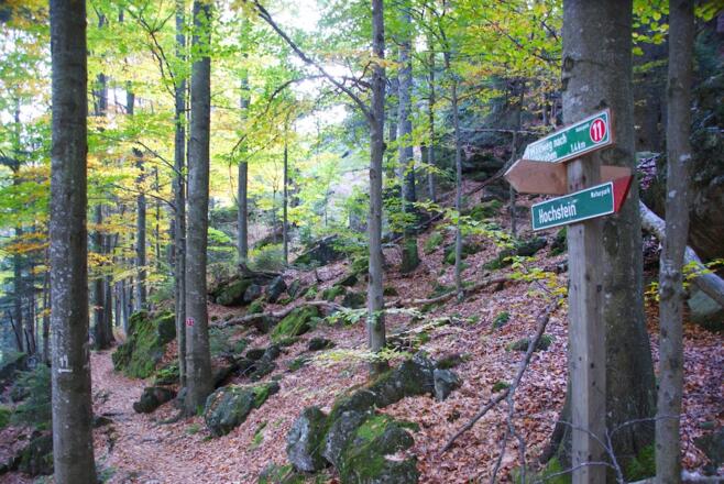 Waldweg unterm Hochstein