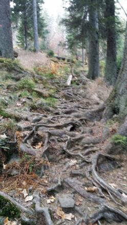 Wurzelige Wege erfordern Trittsicherheit