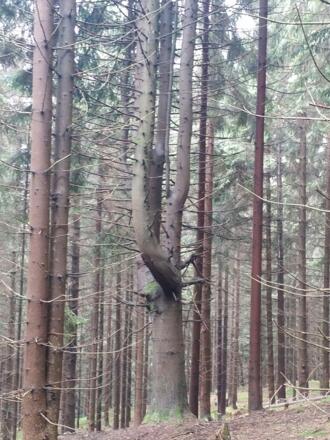 Verwachsene Tanne am Wegesrand