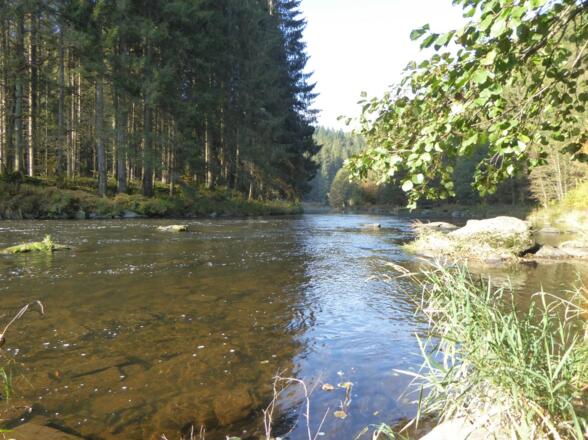 Schwarzer Regen in Bayerisch Kanada
