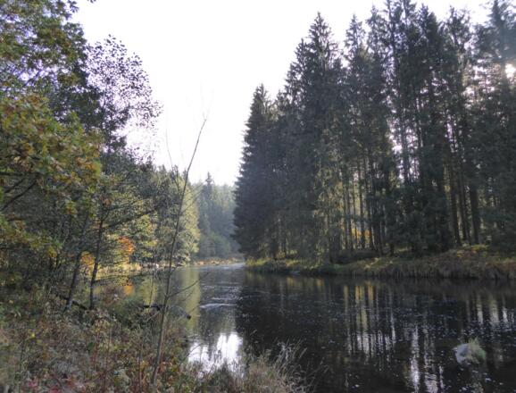 Schwarzer Regen in Bayerisch Kanada