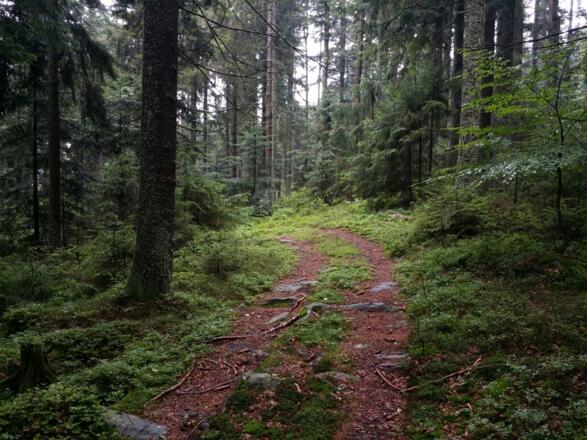 Naturbelassener wildromantischer Weg