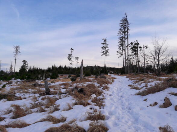 Höhenweg zum Ruckwiesberg