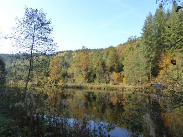 Schwarzer Regen in Bayerisch Kanada