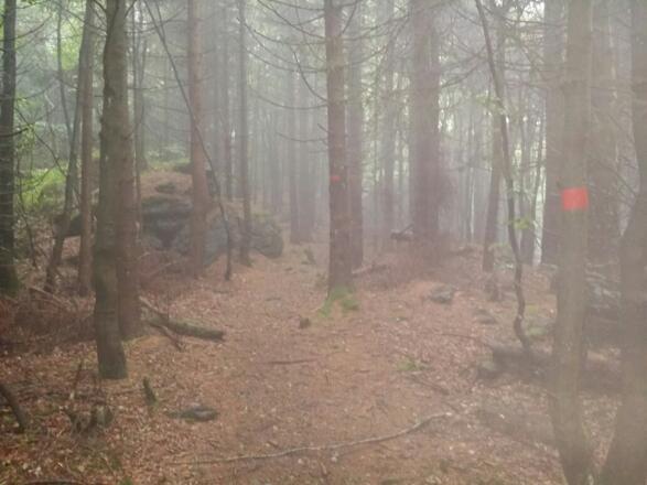 Nebel im Wald auf dem Weg zum Gipfel Rauher Kulm