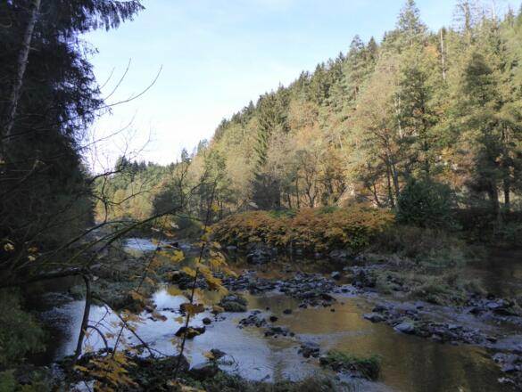 Schwarzer Regen in Bayerisch Kanada