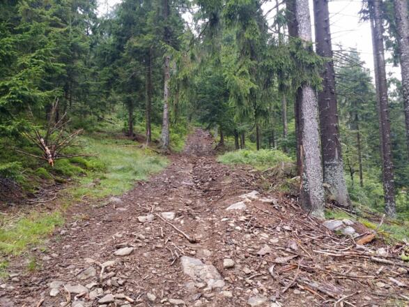 Weg nach Fällarbeiten