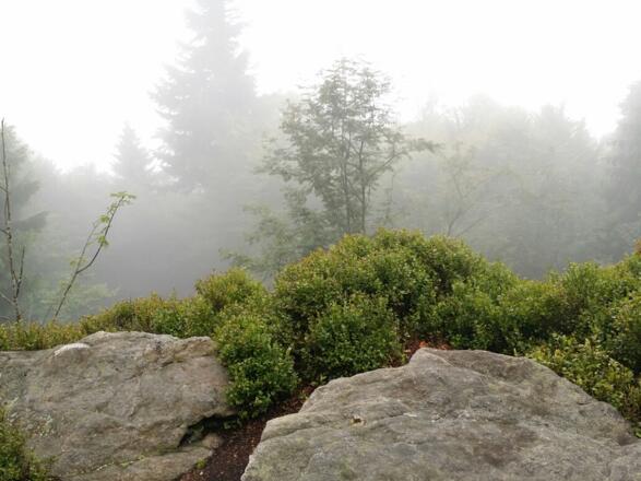 Gipfel Rauher Kulm im Nebel