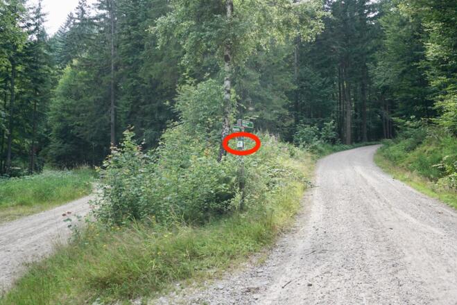 Forstweg nach Regenhütte mit Trans Bayerwald-Markierung