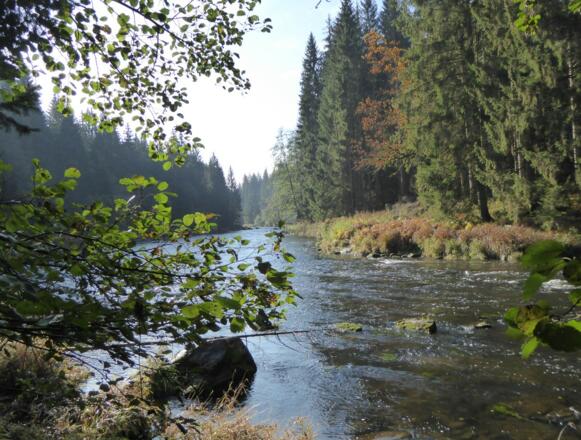 Schwarzer Regen in Bayerisch Kanada