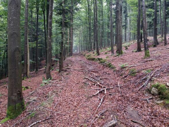 Naturbelassener Weg von Ödwies zurück