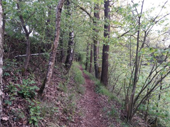 Trail zwischen Recksberg und Weingarten