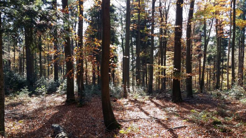Buchenwald Abstieg vom Hirschenstein