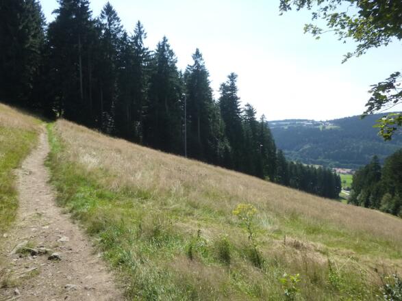 Singletrail durch Pröller-Skiabfahrten